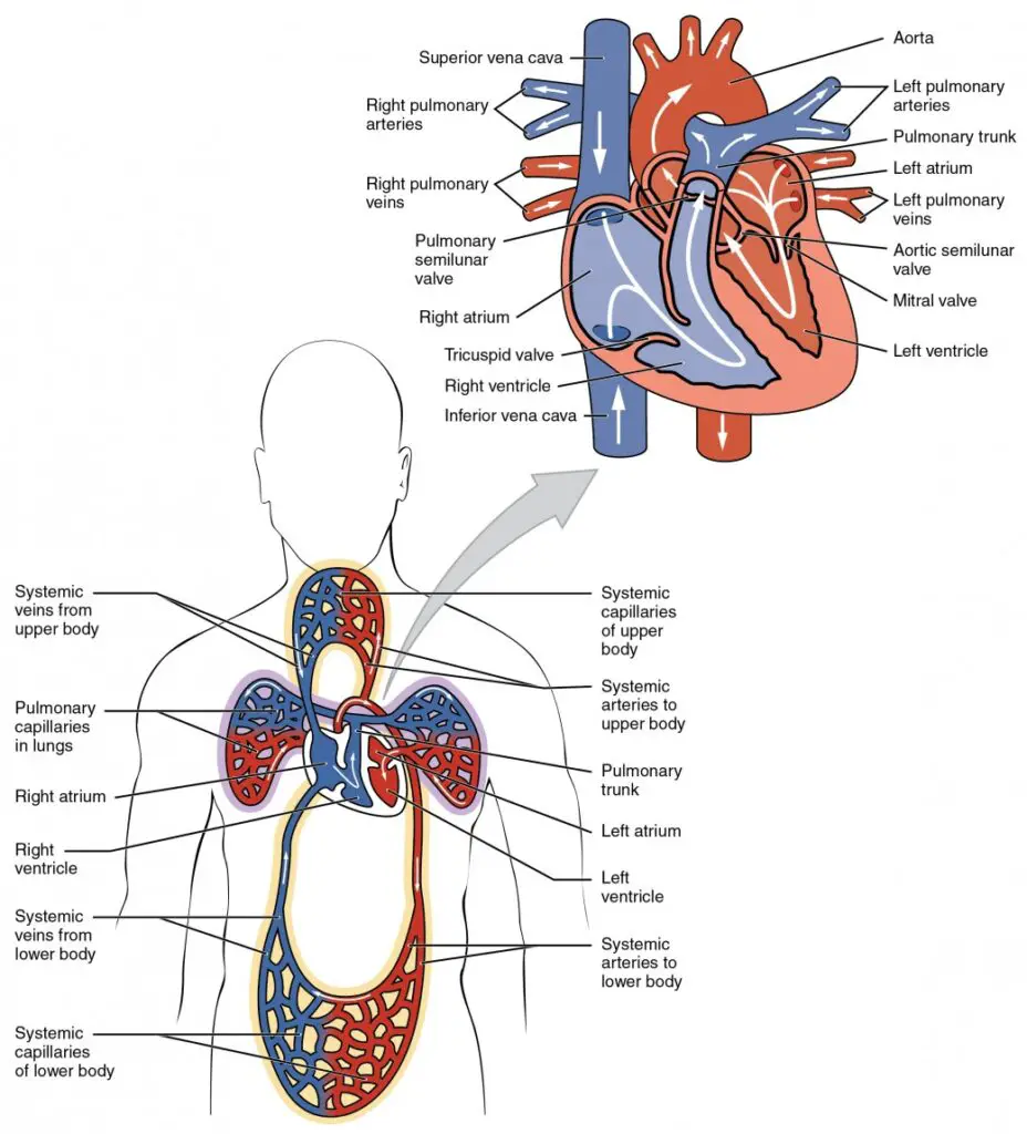 Blood flows from the right atrium to the right ventricle, where it is pumped into the pulmonary circuit.