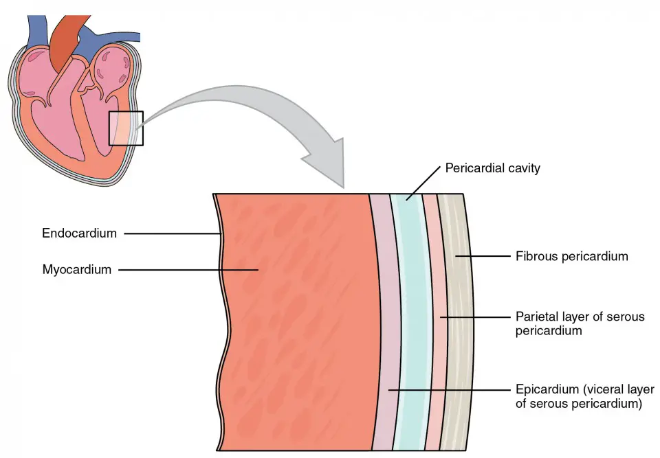  The pericardial membrane that surrounds the heart consists of three layers and the pericardial cavity.