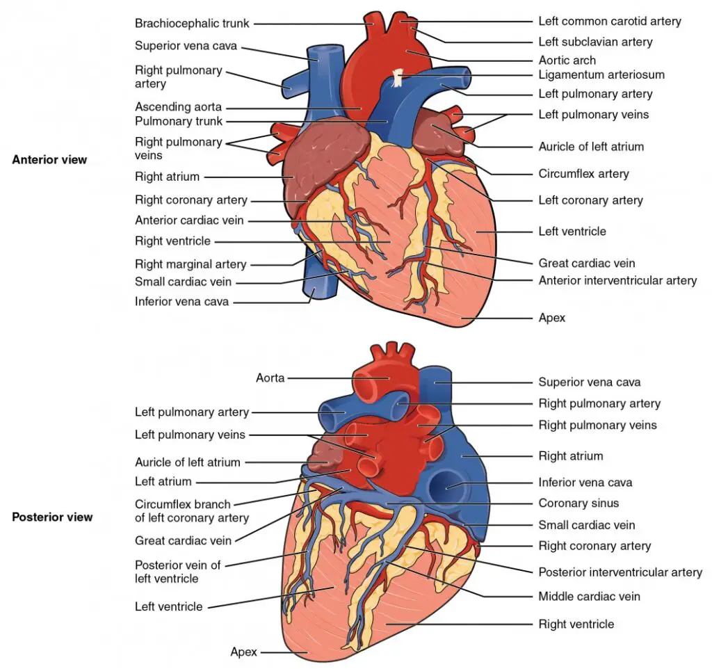 Inside the pericardium, the surface features of the heart are visible.