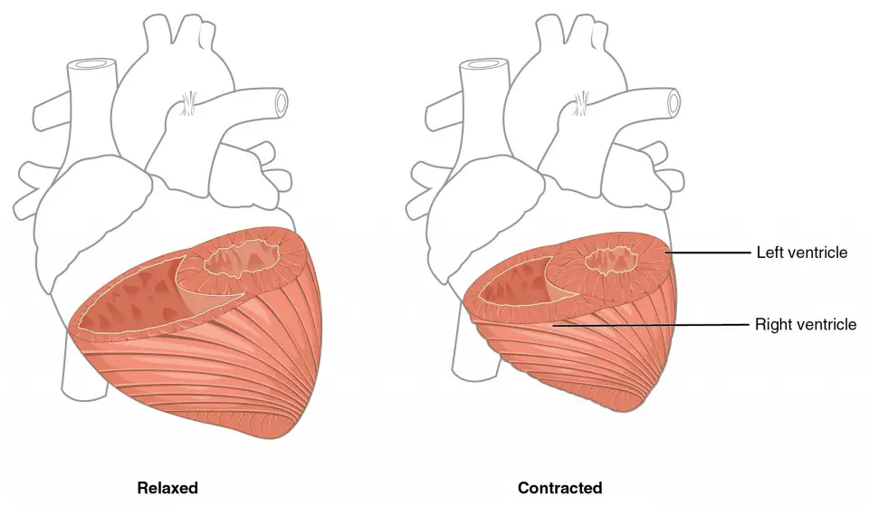 The myocardium in the left ventricle is significantly thicker than that of the right ventricle.