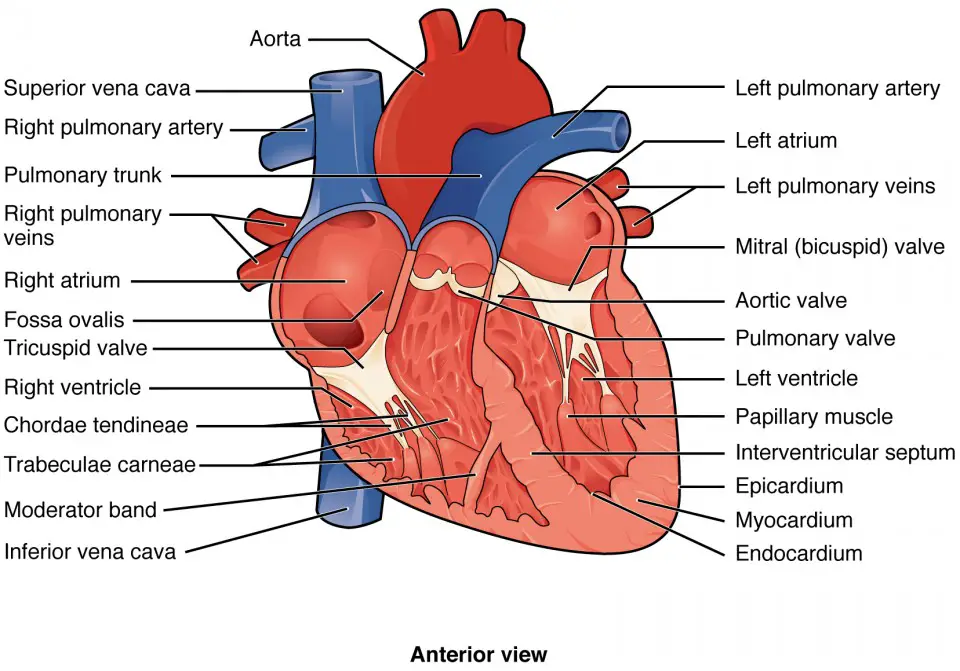 This anterior view of the heart shows the four chambers, the major vessels and their early branches, as well as the valves.