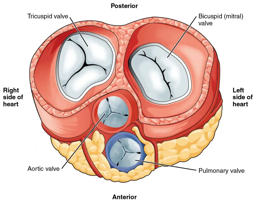 With the atria and major vessels removed, all four valves are clearly visible, although it is difficult to distinguish the three separate cusps of the tricuspid valve.