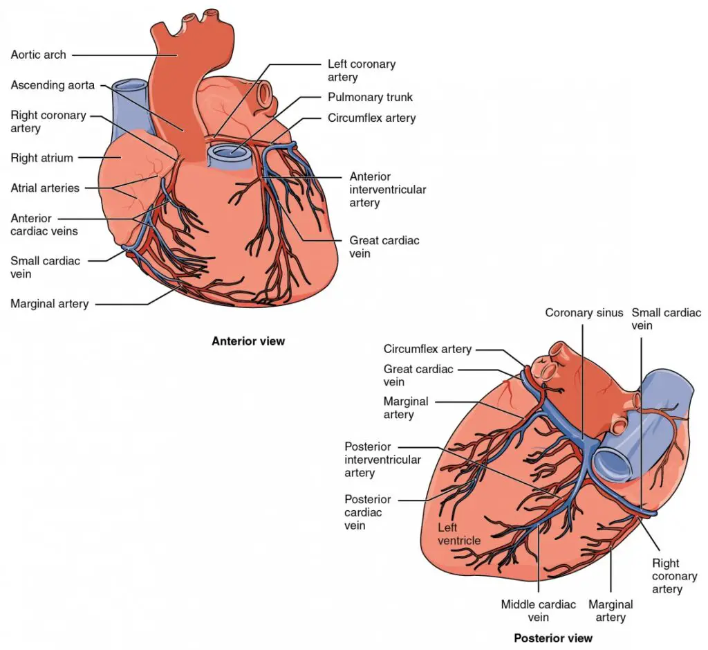 The anterior view of the heart shows the prominent coronary surface vessels. The posterior view of the heart shows the prominent coronary surface vessels.