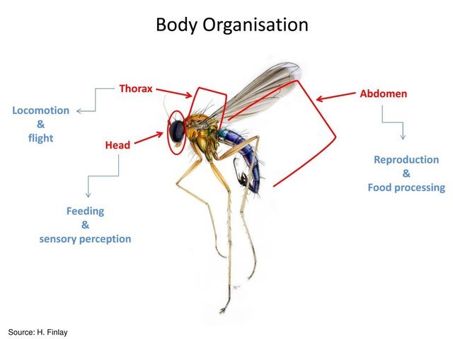 Morphology of Pest