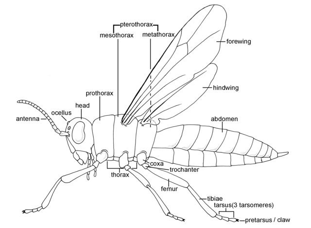 Morphology of Pest