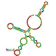 Small Nuclear RNA (snRNA) - Structure and Functions