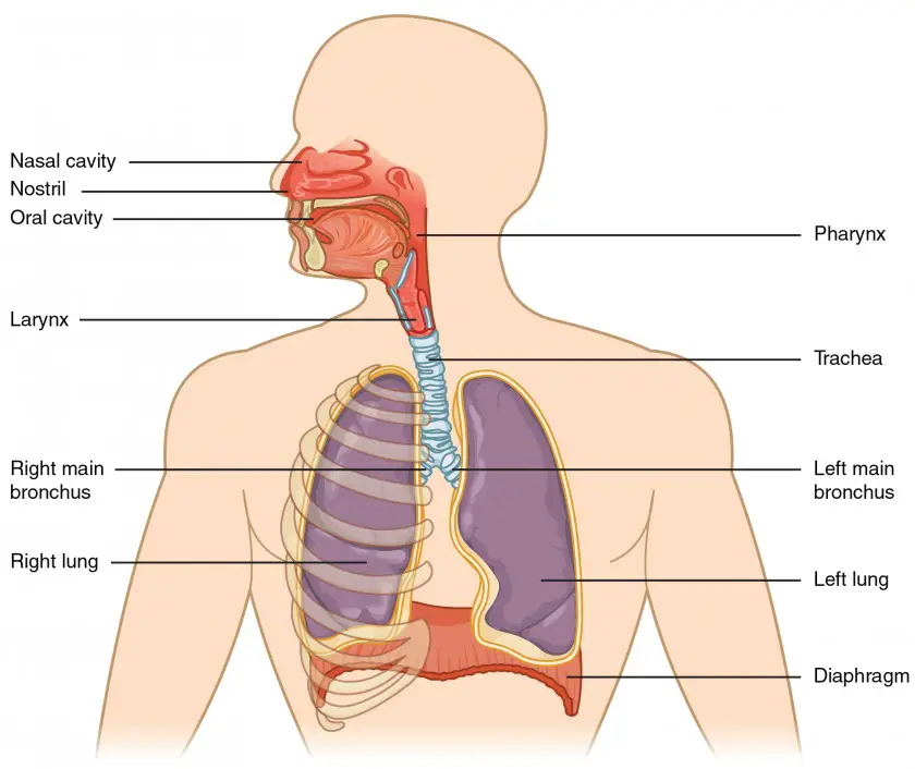 The major respiratory structures span the nasal cavity to the diaphragm.