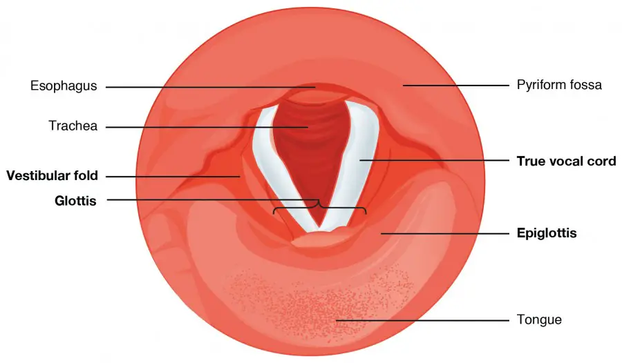 The true vocal cords and vestibular folds of the larynx are viewed inferiorly from the laryngopharynx.
