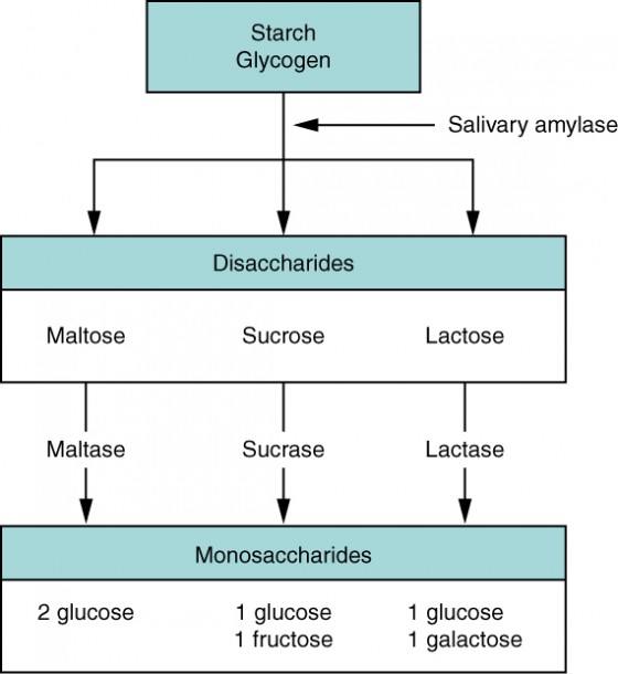 Carbohydrate Digestion
