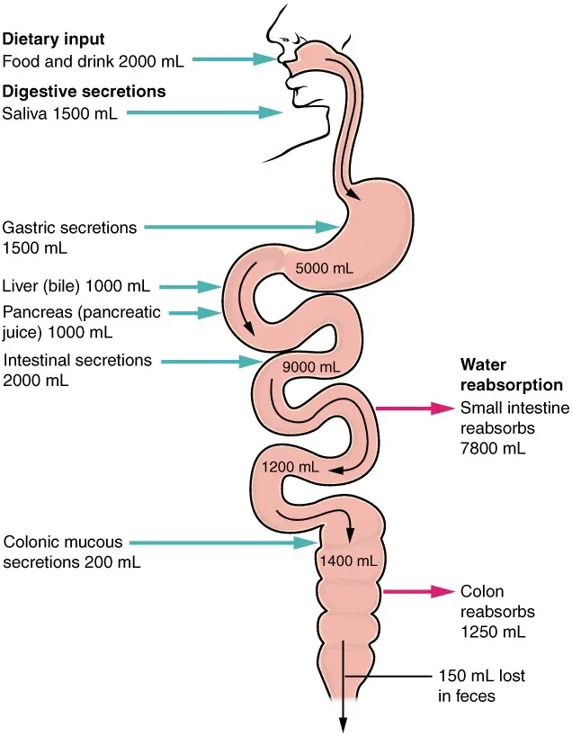 Absorption is a complex process, in which nutrients from digested food are harvested.