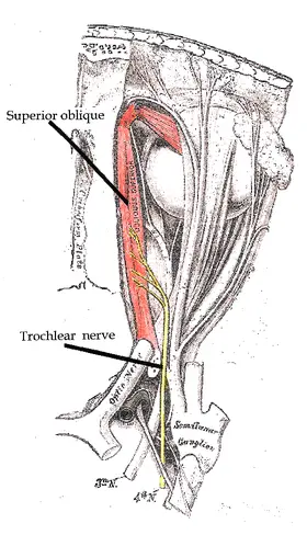 The trochlear nerve
