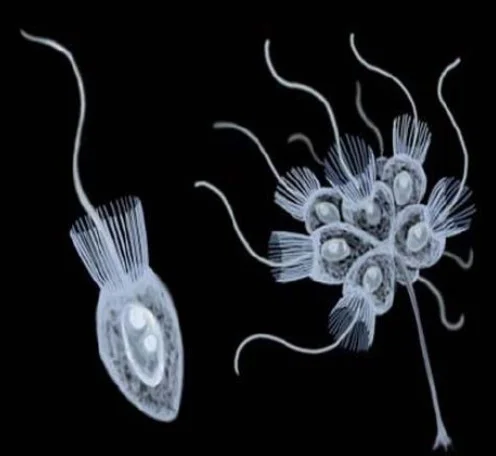 Choanoflagellate