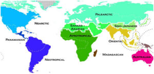 Zoogeographical Realms - Definition, Meaning and Types