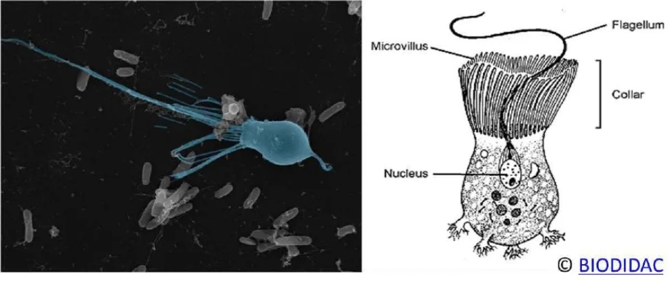 Resemblance of choanoflagellate with feeding cells of sponges. A choanoflagellate, B. Choanocyte (feeding cells) of sponges