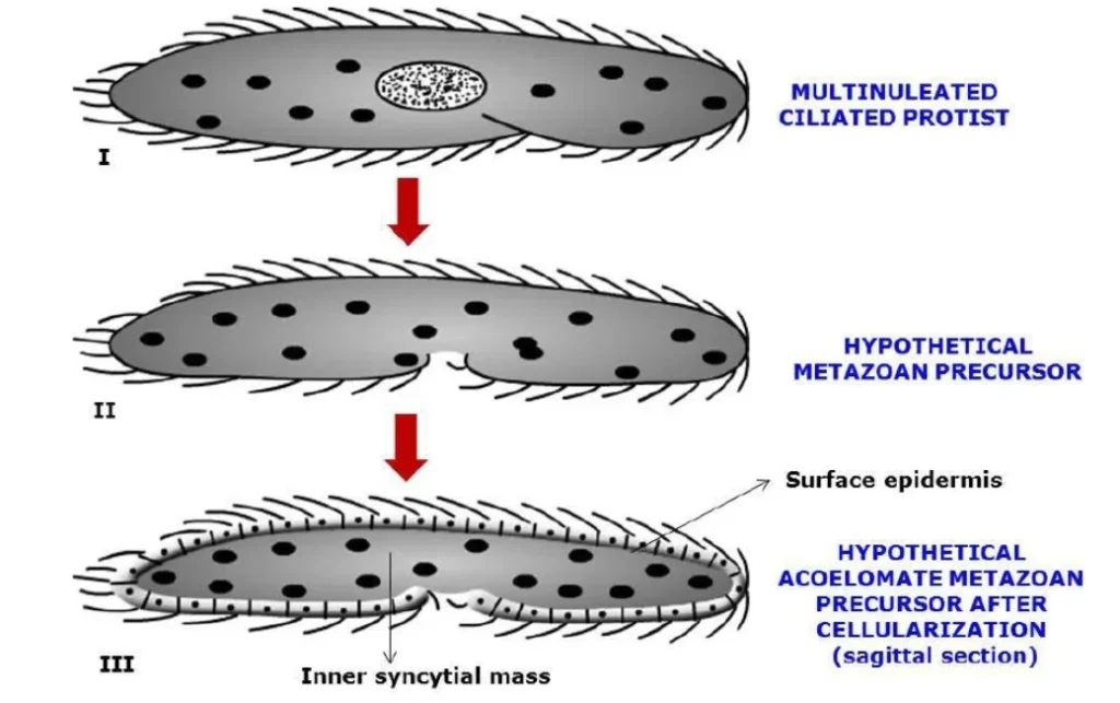 A schematic depiction of the transition from a multinucleate, ciliated protist to an acoel-like flatworm. (I) A protist with cilia. The hypothesised metazoan ancestor as it assumed a benthic, crawling lifestyle and evolved a ventral mouth and rudimentary throat. (III) The potential metazoan precursor after it attained the acoel grade through cellularization of the epidermis surrounding a syncytial mass. Source: ILLL in house