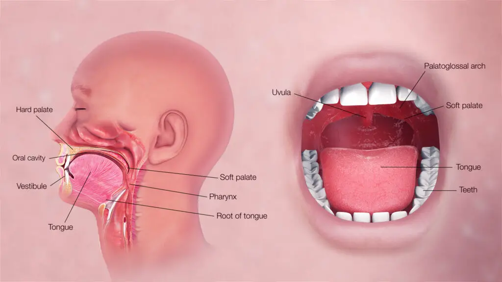  oral digestive system