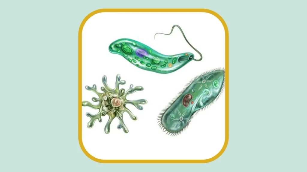 40 Facts About Protista Kingdom