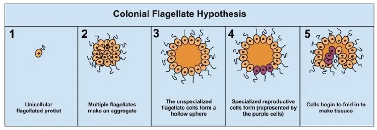 Colonial/ Flagellate Theory