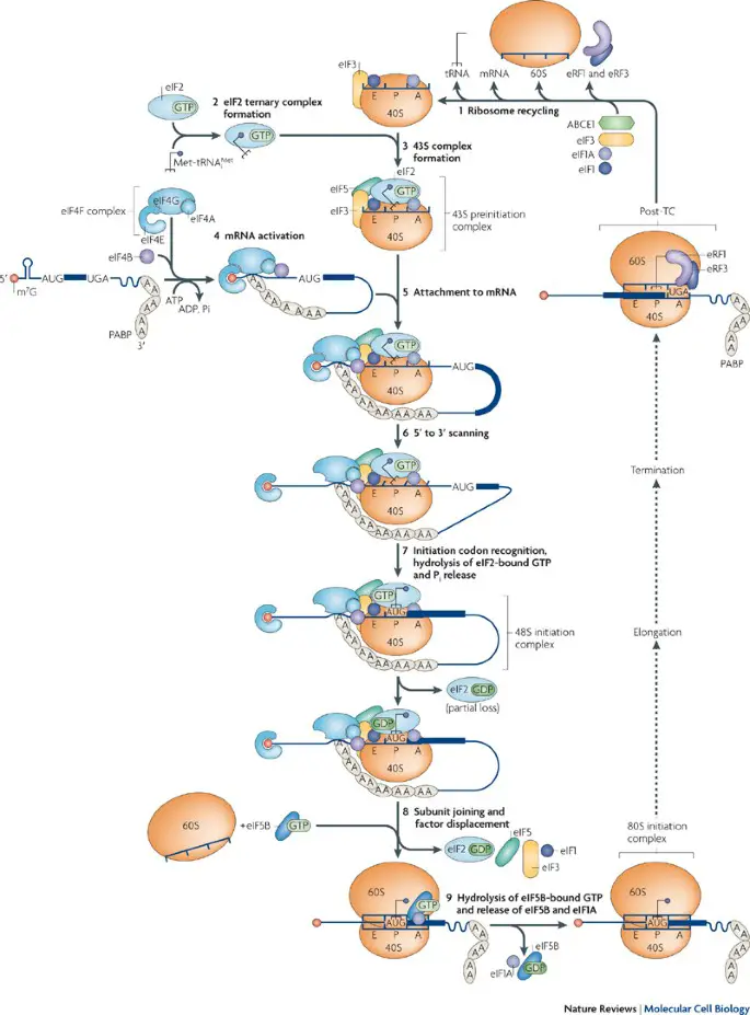 Translation Steps in Eukaryotic Cells