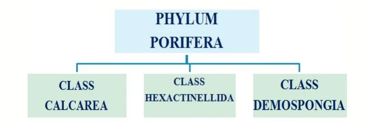 Classification of Phylum Porifera