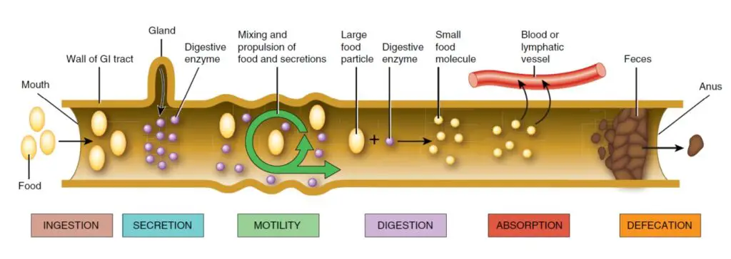 The digestive system performs six basic processes: ingestion, secretion, motility, digestion, absorption, and defecation.