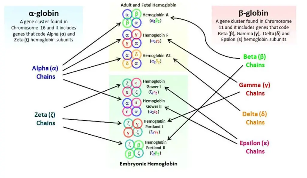 Normal hemoglobin variants and subunits