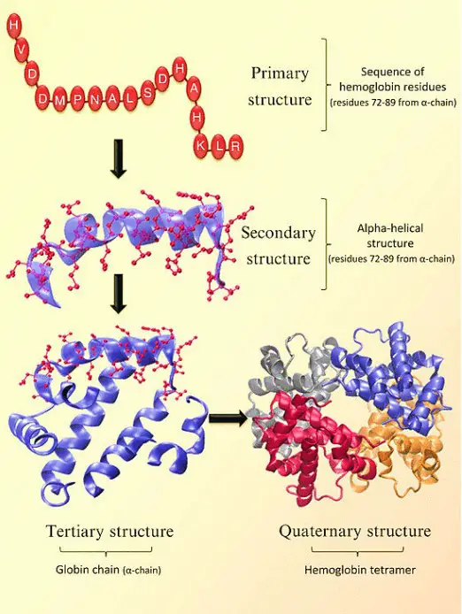 Four levels structure of Hemoglobin