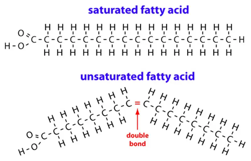 Types of Fatty Acids Based on Presence/Absence of Double/Triple Bonds