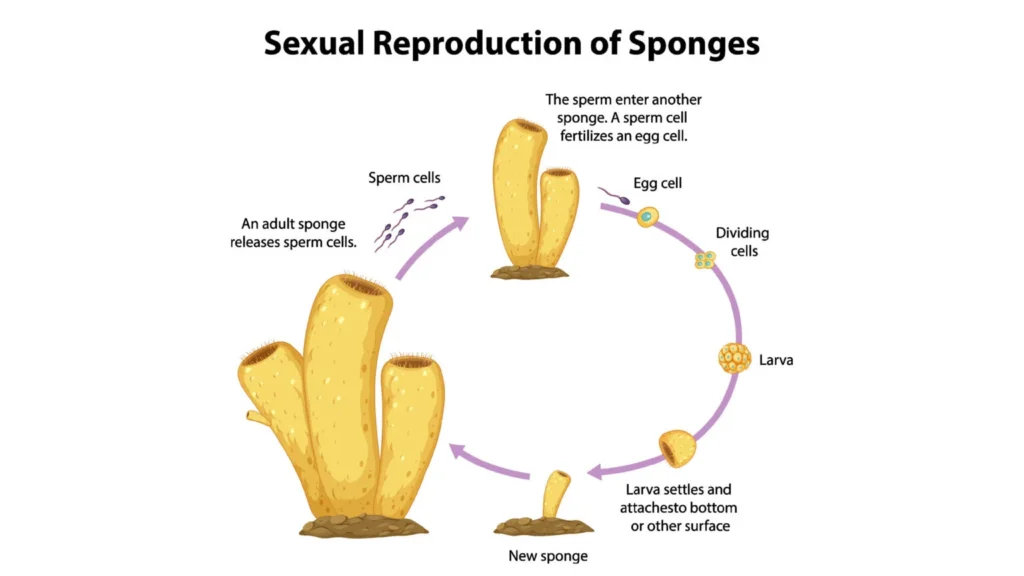 Sexual Reproduction in Phylum Porifera