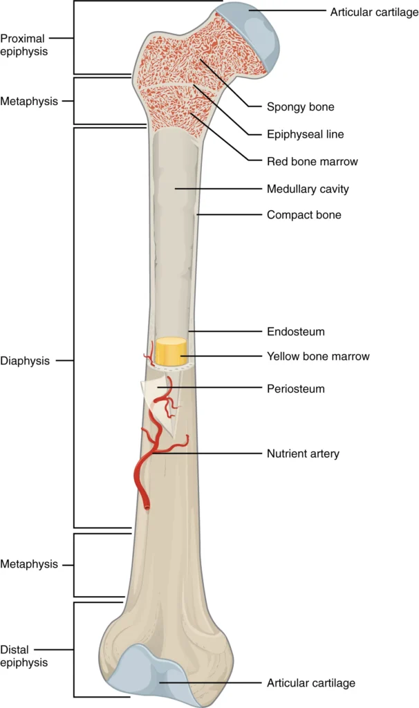 Anatomy of a Long Bone 