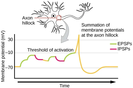 A single neuron can receive both excitatory and inhibitory inputs from multiple neurons, resulting in local membrane depolarization (EPSP input) and hyperpolarization (IPSP input). All these inputs are added together at the axon hillock. If the EPSPs are strong enough to overcome the IPSPs and reach the threshold of excitation, the neuron will fire.