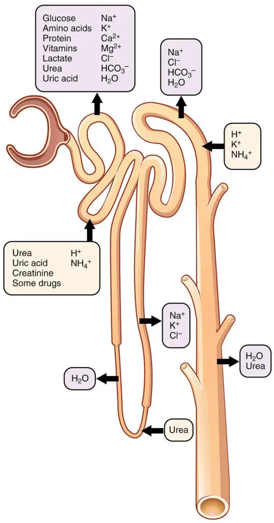 Secretion and reabsorption of various substances throughout the nephron.