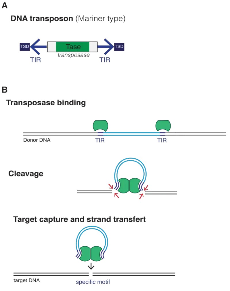 DNA transposons