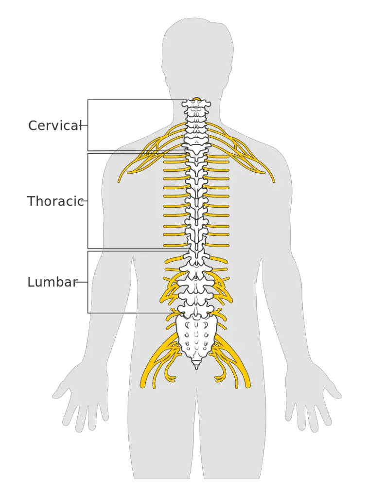 Diagram of the spinal cord showing segments