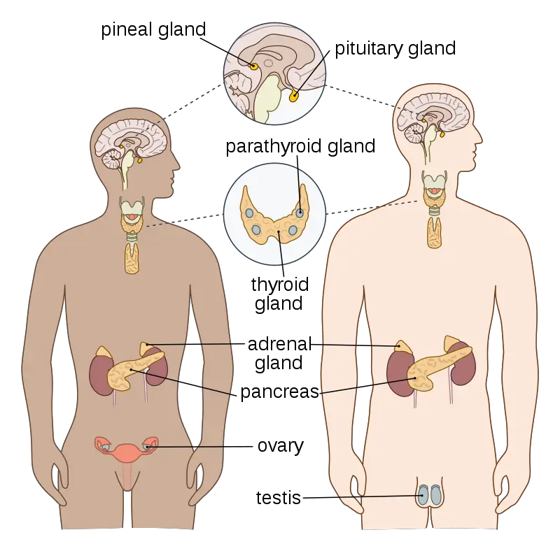 human endocrine system with labels