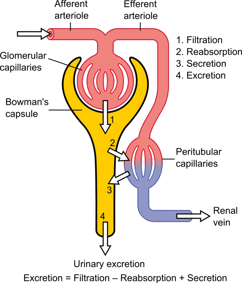 Schematic diagram of the nephron (yellow), relevant circulation (red/blue), and the four methods of altering the filtrate.