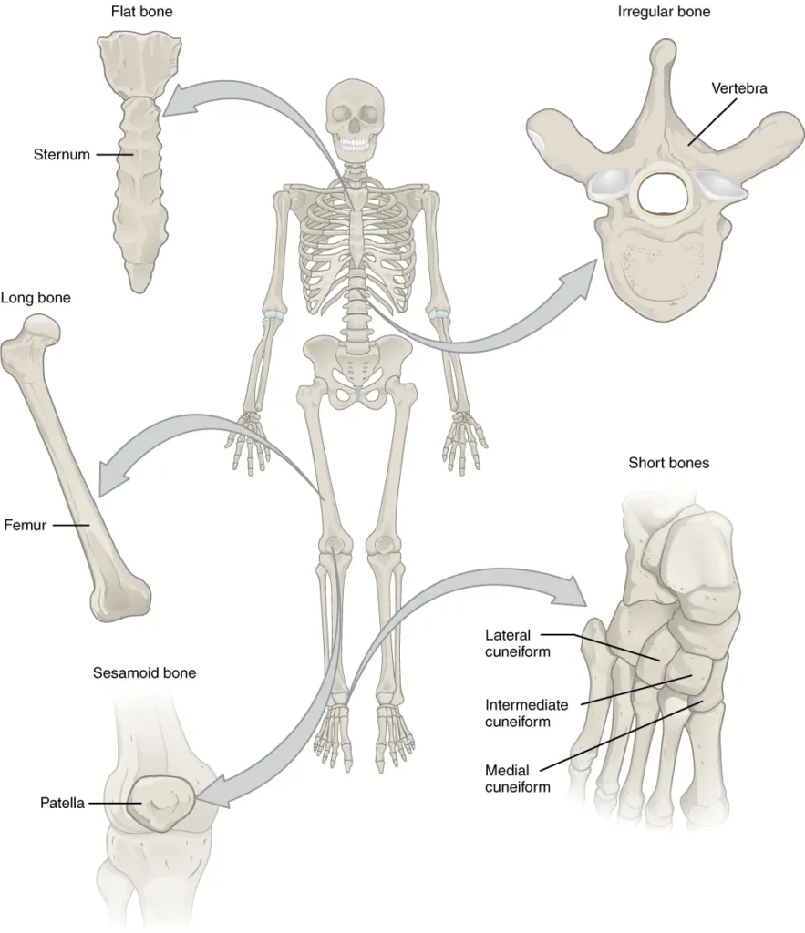 Classification of Bone