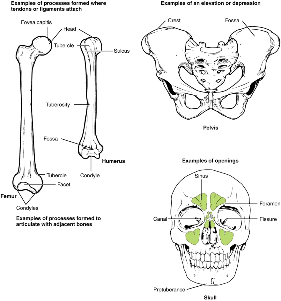 Bone Features