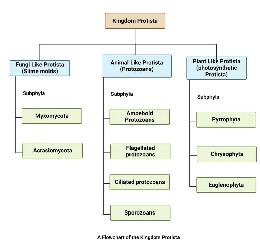 Classification of Protista