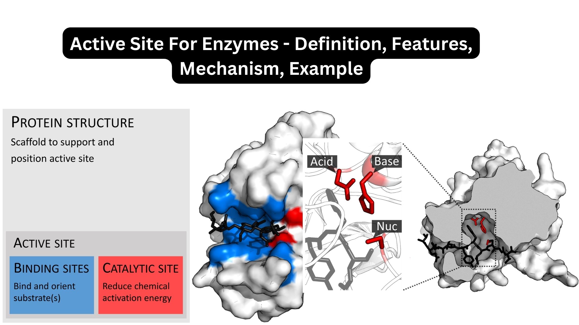 Active Site For Enzymes - Definition, Features, Mechanism, Example