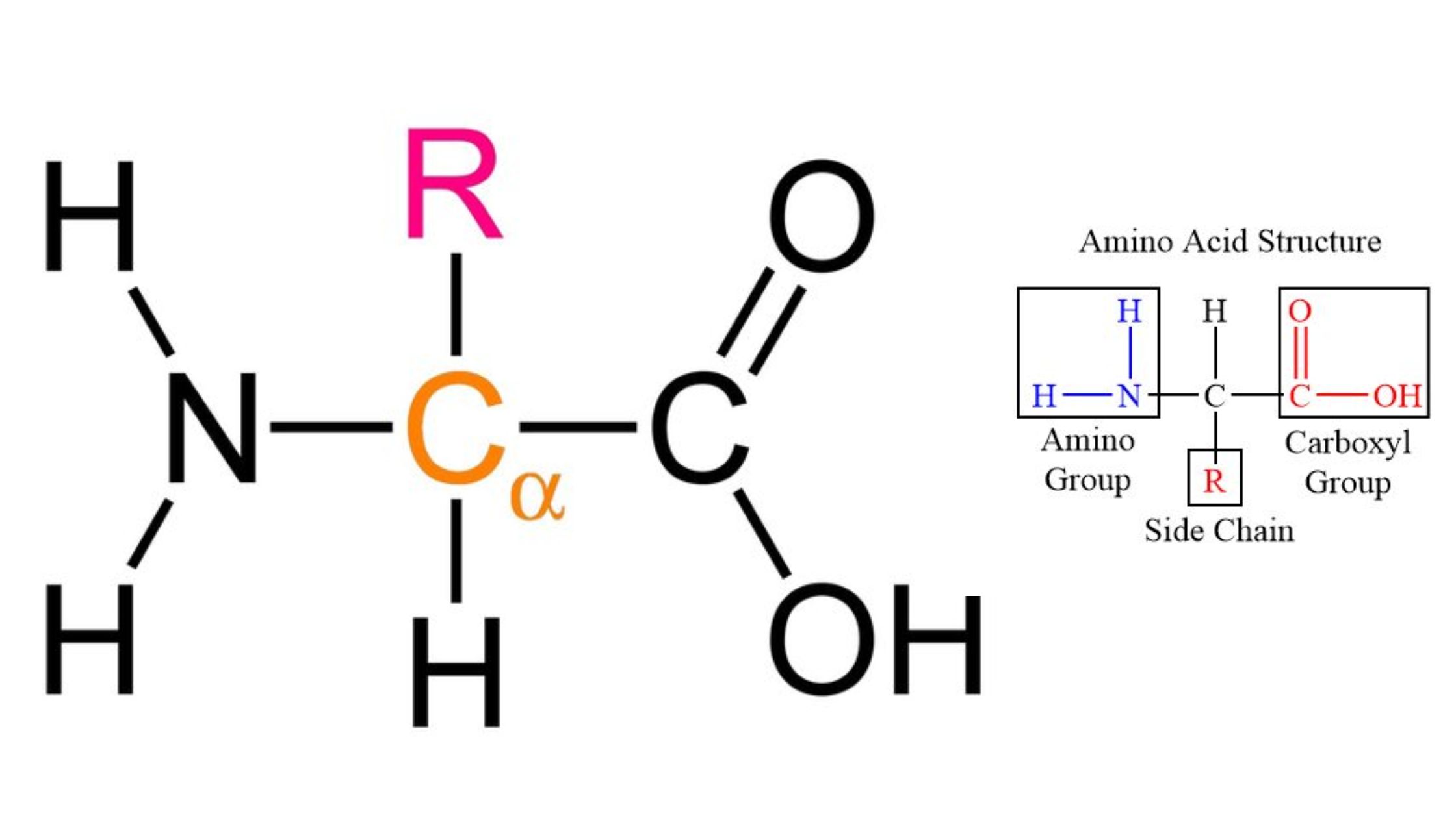 Amino Acid Formula