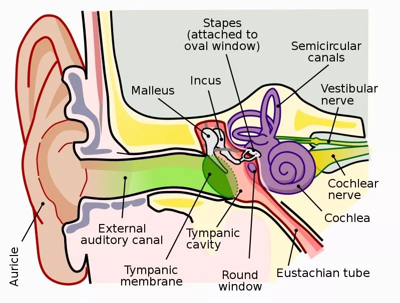 Diagram of the external and internal human ear
