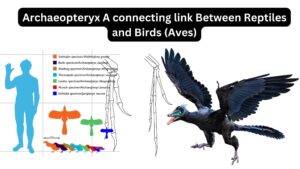 Archaeopteryx A connecting link Between Reptiles and Birds (Aves)