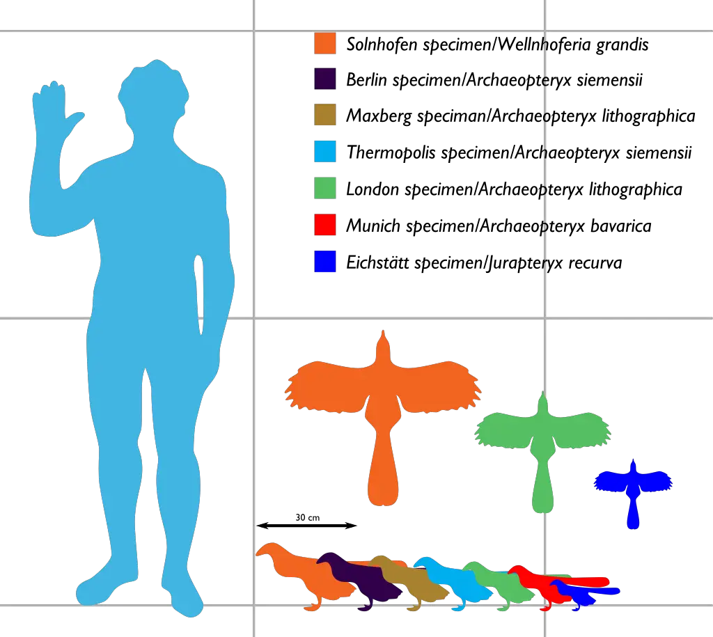 Specimens compared to a human in scale
