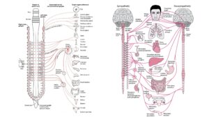Autonomic nervous system - Definition, Structure, Functions