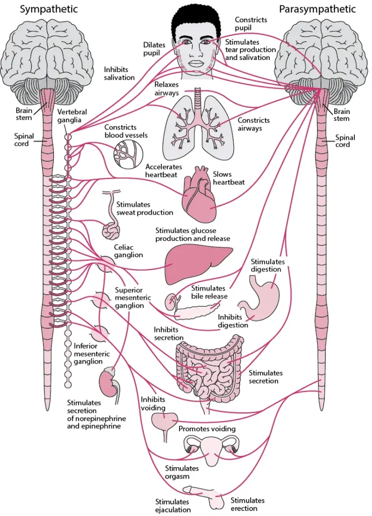  Autonomic nervous system