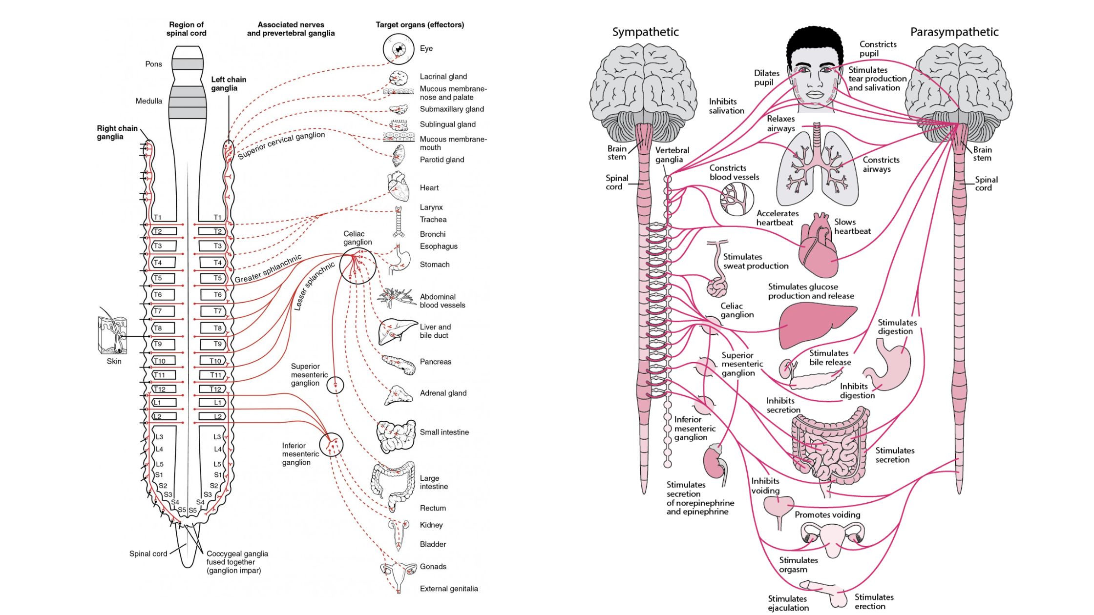 Autonomic nervous system - Definition, Structure, Functions