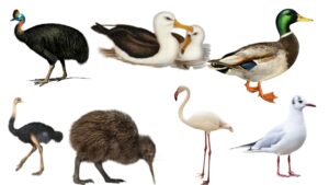 Aves - Definition, Characteristics, Classification