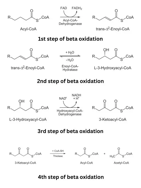 Beta-oxidation of Fatty Acid