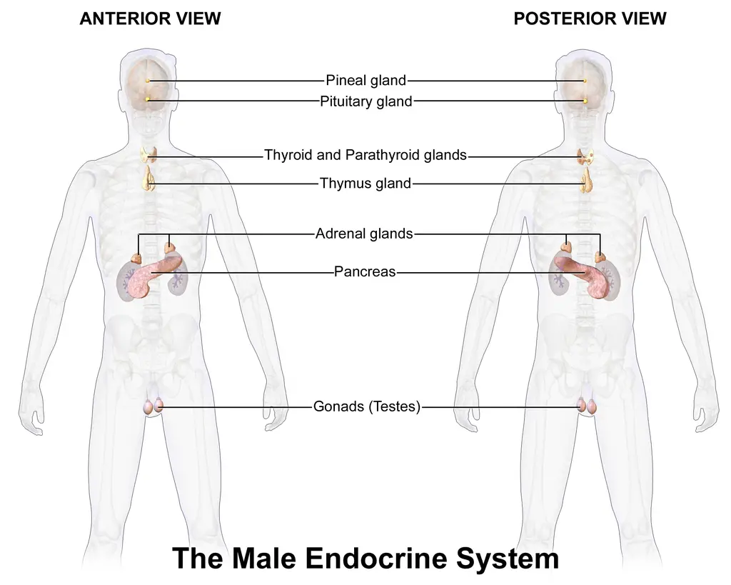 Male endocrine system

